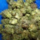 Auto Assasin regular Ganja Seeds