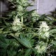 Auto Assasin regular Ganja Seeds