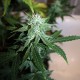 Auto Assasin regular Ganja Seeds