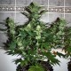 Auto Assasin regular Ganja Seeds