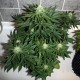 Auto Assasin regular Ganja Seeds