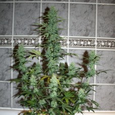 Auto Assasin regular Ganja Seeds