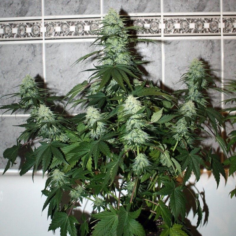 Auto Assasin regular Ganja Seeds