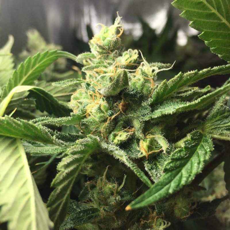 Skunk Amsterdam feminised Ganja Seeds - 2 насінини