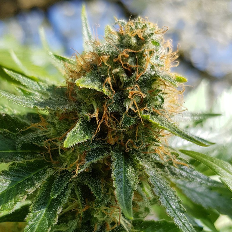 Somango feminised GanjaLiveSeeds