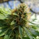 Somango feminised GanjaLiveSeeds