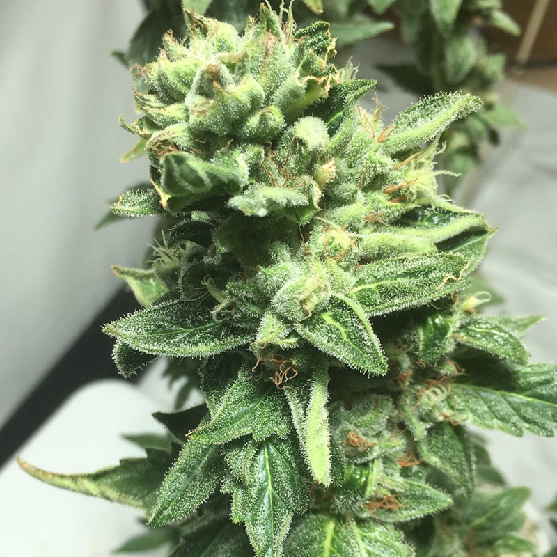 Somango feminised GanjaLiveSeeds