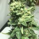 Somango feminised GanjaLiveSeeds