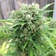 Somango feminised GanjaLiveSeeds