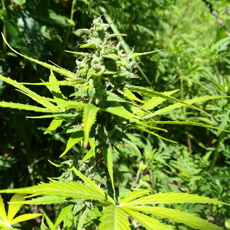 Somango feminised GanjaLiveSeeds