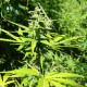 Somango feminised GanjaLiveSeeds