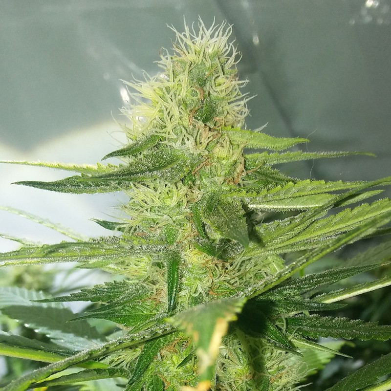 AK-77V feminised Victory Seeds