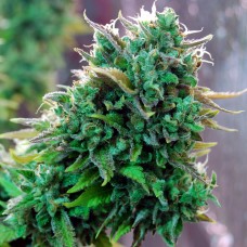 Tangerine feminised GanjaLiveSeeds