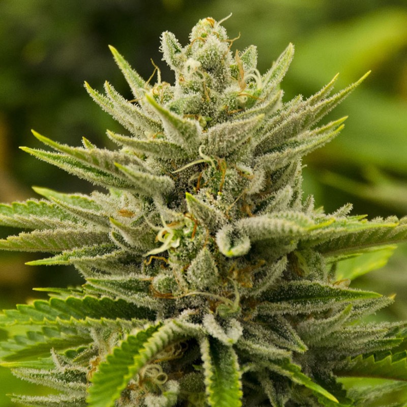 Tangerine feminised GanjaLiveSeeds