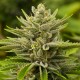 Tangerine feminised GanjaLiveSeeds