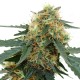 Tangerine feminised GanjaLiveSeeds