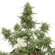 Tangerine feminised GanjaLiveSeeds