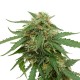 Tangerine feminised GanjaLiveSeeds