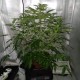 Tangerine feminised GanjaLiveSeeds