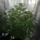 Tangerine feminised GanjaLiveSeeds