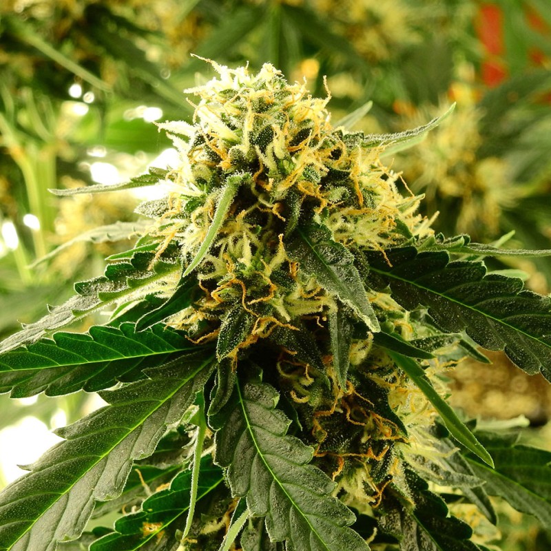 Tangerine feminised GanjaLiveSeeds