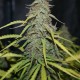 Tangerine feminised GanjaLiveSeeds