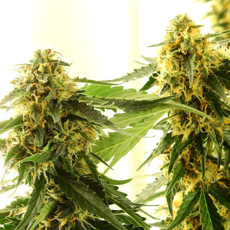 Tangerine feminised GanjaLiveSeeds