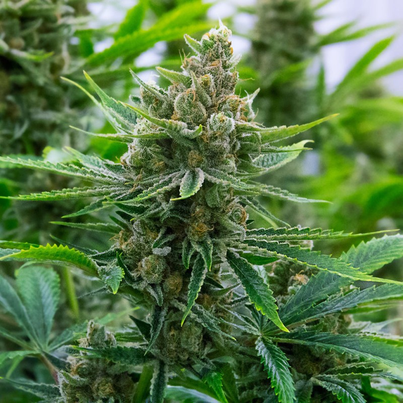 Tangerine feminised GanjaLiveSeeds