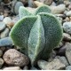 Astrophytum myriostigma MIX