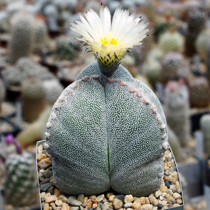 Astrophytum myriostigma MIX