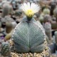 Astrophytum myriostigma MIX