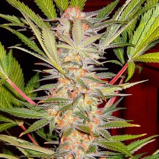 S.A.D. (Sweet Afgani Delicious) feminised GanjaLiveSeeds Fast Version