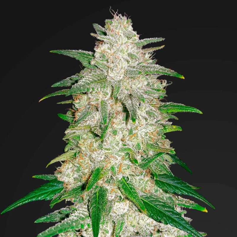 Auto Gelato feminised Ganja Seeds - 2 насінини