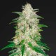 Auto Gelato feminised Ganja Seeds - 2 насінини