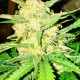 Auto Gelato feminised Ganja Seeds - 2 насінини