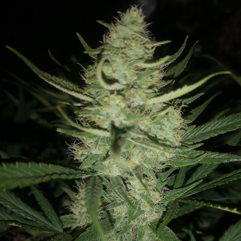 Auto Gelato feminised Ganja Seeds - 2 насінини