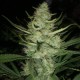 Auto Gelato feminised Ganja Seeds - 2 насінини