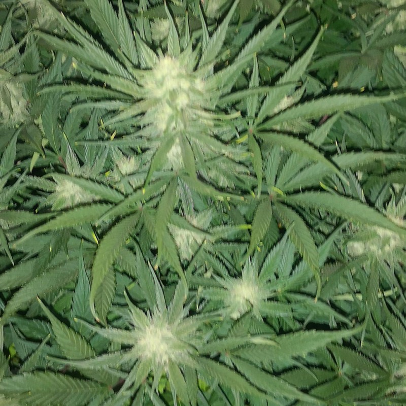 Auto Gelato feminised Ganja Seeds - 2 насінини
