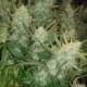 Auto Gelato feminised Ganja Seeds - 2 насінини