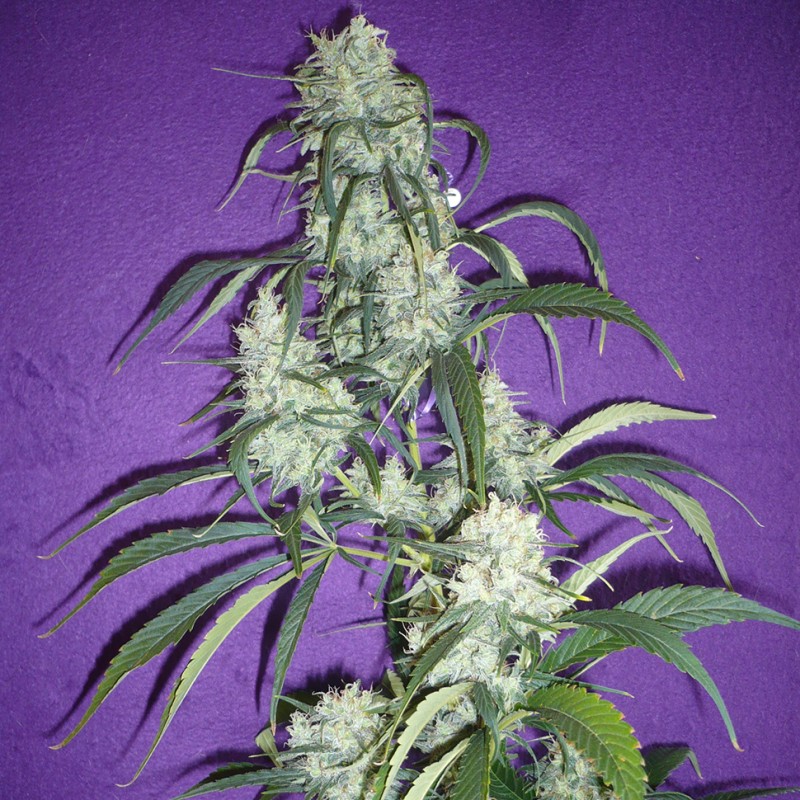 Black Widow feminised Ganja Seeds - 2 насінини