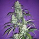 Black Widow feminised Ganja Seeds - 2 насінини