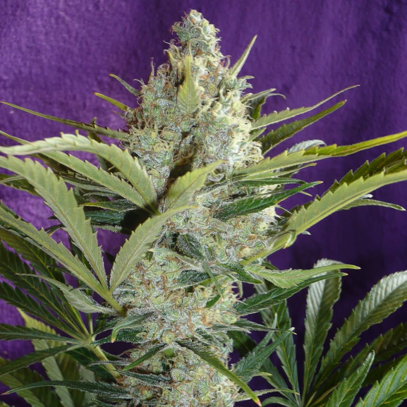 Black Widow feminised Ganja Seeds - 2 насінини