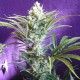 Black Widow feminised Ganja Seeds - 2 насінини
