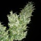 Black Widow feminised Ganja Seeds - 2 насінини