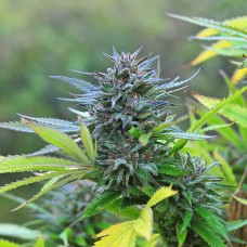 Super Hash feminised GanjaLiveSeeds