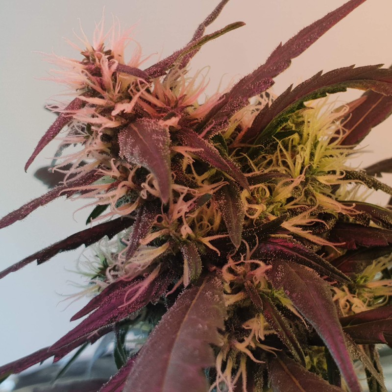 Amnesia feminised Victory Seeds