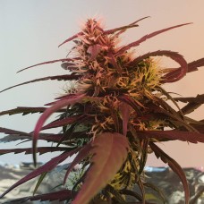 Amnesia feminised Victory Seeds