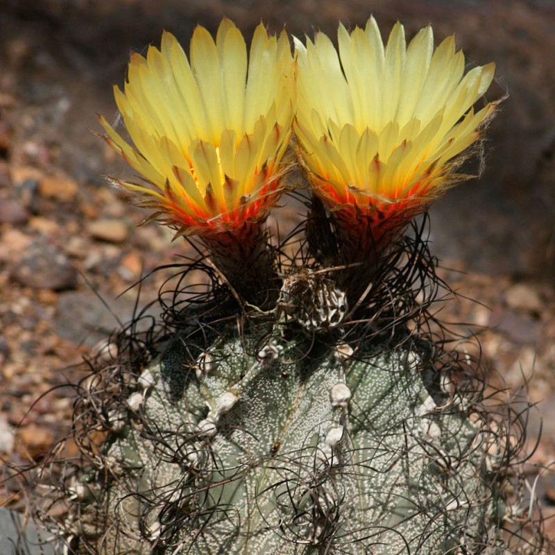 Astrophytum capricorne