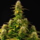 Auto Girl Scout Cookies feminised Ganja Seeds