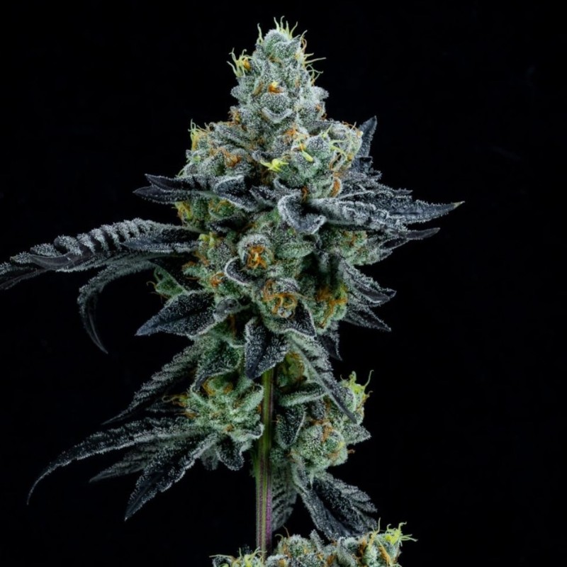 Auto Girl Scout Cookies feminised Ganja Seeds